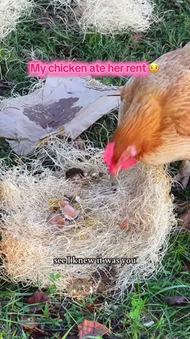 This is what happens when I don’t listen to yall 😫#animals #chicken #funnypet #rescueanimals #rescuechickens #funnyvideos #relatable #farm #egg 