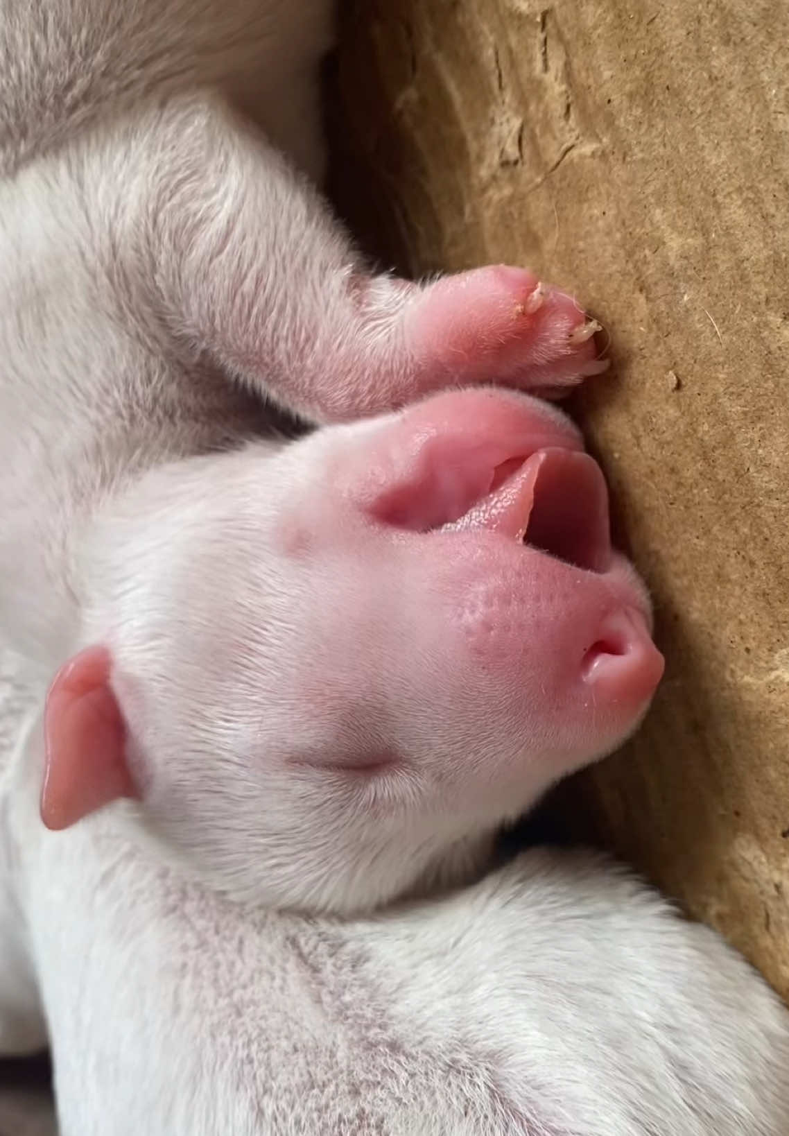 bắt sóng từ xa , nết ăn của bộ tứ nhà Lele #sucbo #bullterrier #bullterrierlover 