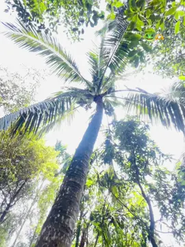 এই পেগে পেগে 🐸🤣#foryoupage #foryou #viralvideo 