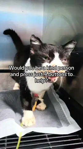🌼 Update on little Tiffany 🌼 She’s improving little by little — her mouth opens better now, but she still needs help to eat. We continue feeding her with the syringe, both during my visits and with the care of the clinic staff. Everyone truly cares for her and hopes to see her healthy soon. 💖 You can support her recovery — link in bio to donate. Every bit of help matters 🫶