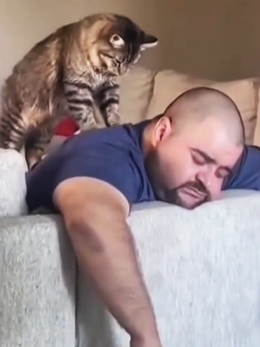 Cats can be helpful too #cat #cats #catlover 