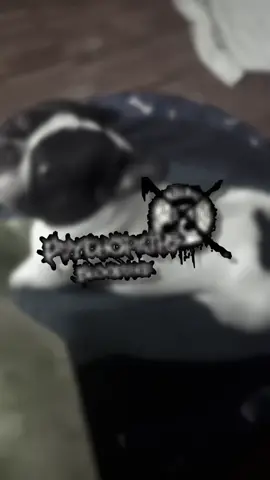 Tg: psychopaths bloodshed #goregrind #music #metal #deathcore #blackmetal 