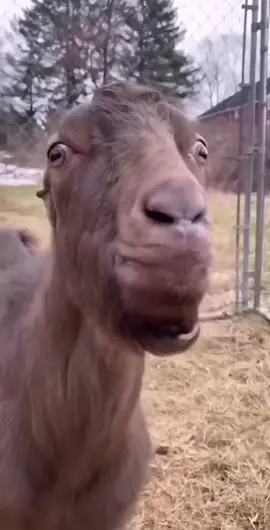#funnygoat #talkinggoat #viral #farmfunnyvideos #longday 
