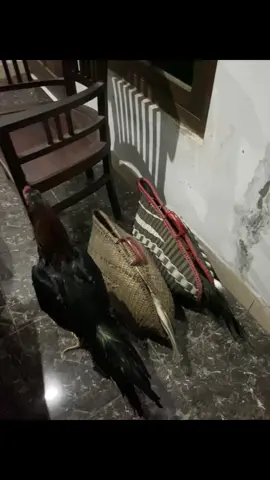 Tunggu update selanjutnya🙌🏻