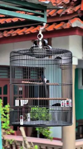 Pesona angin-angin MB MERDEKA #duasepuluhofficial #duasepuluhproject #muraibatuindonesia #cucakijoprestasi #CapCut 