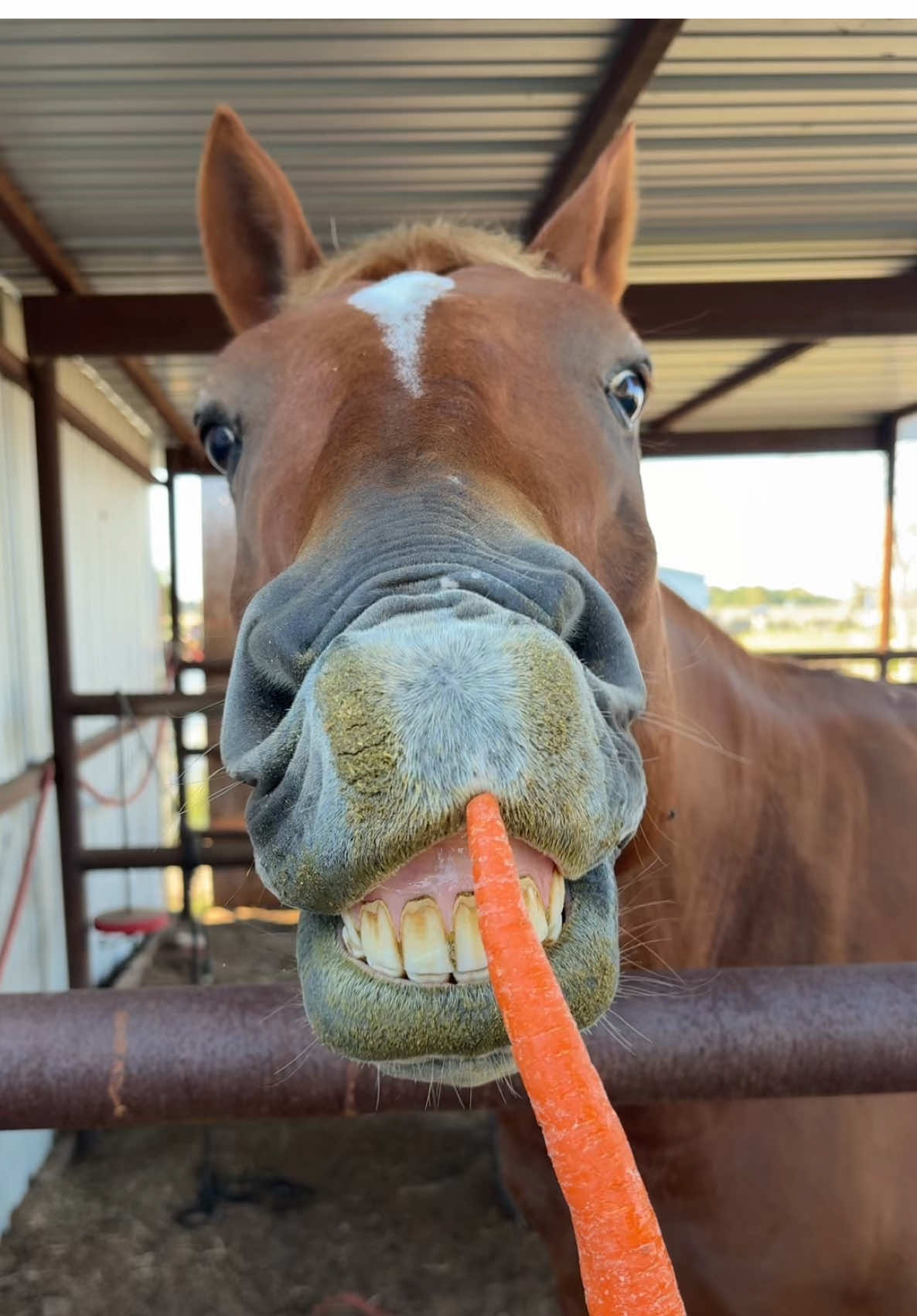 Larry loves his sweet treats