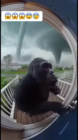 No podré gorilla se lo llevo el tornado 😱😨#gorilla #tornad #ia 