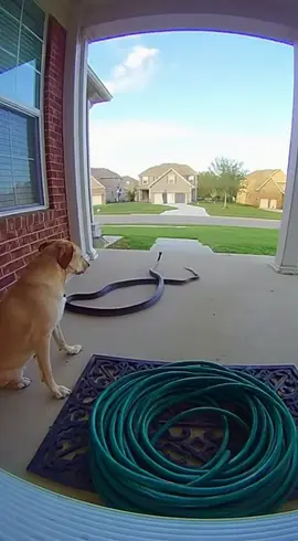 Massive snake caught on doorbell cam #animals #nature #dogs #snakes 