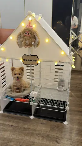 🍀 Nhà của Shinnnnn !!#shincaubeteacup #poodlelove #dogsoftiktok #nhacuashin 