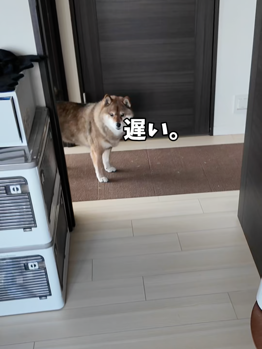 追加ご飯をもらうために柴犬が考えたこと。
