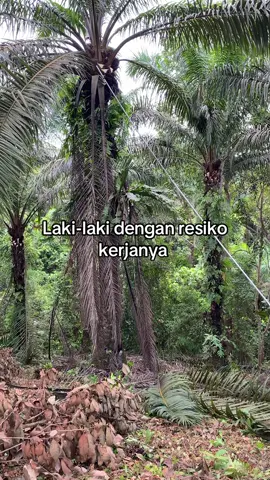 Peruningan pokok sawit tinggi #fyppppppppppppppppppppppp #xyzbca #petanisawit #peruningsawit #petanimuda 
