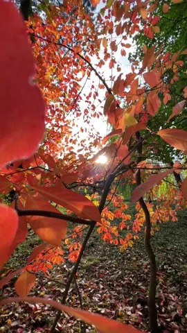 Herbstzauber ✨🧡✨