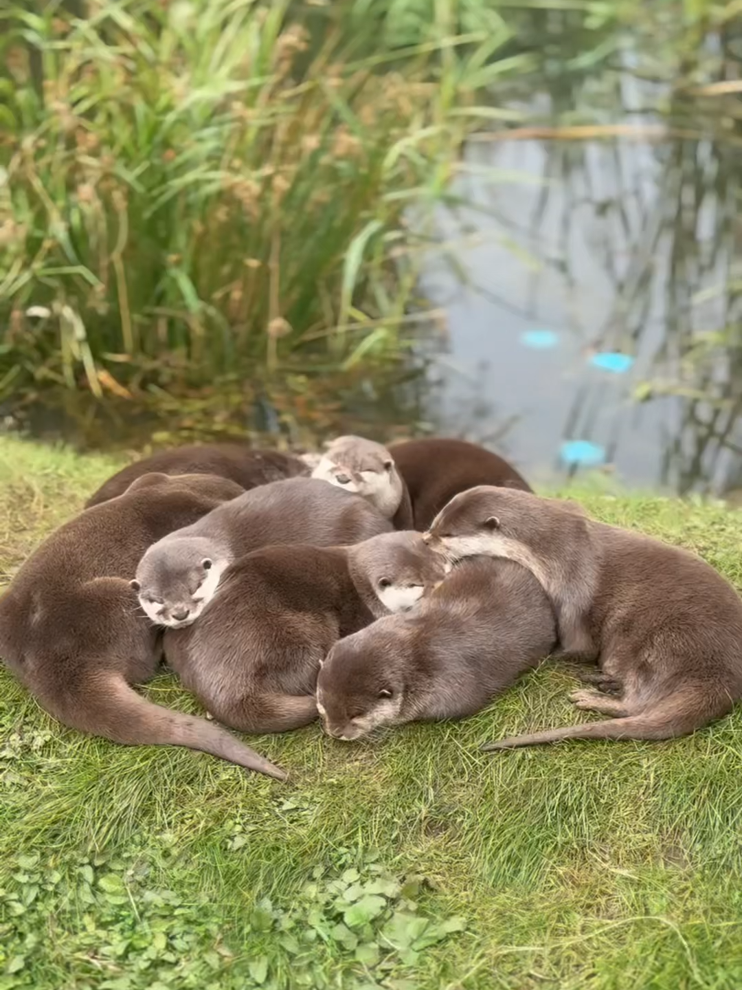 Cuddle puddle #otters ##conservation #cuteanimals #animalsoftiktok #manchester
