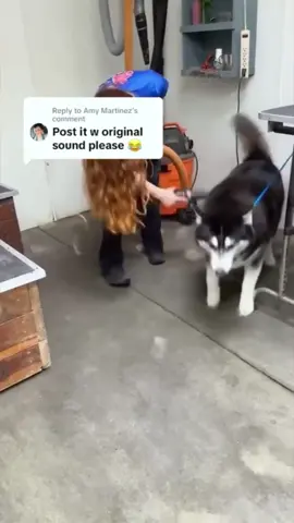 #dog #dogcore #meme #fun #bestof