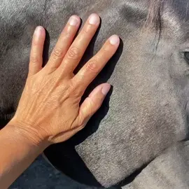 sweet babies they to be loved 😍  . #horserescue #savingsouls #rescuehorses #fyp #foryoupage 