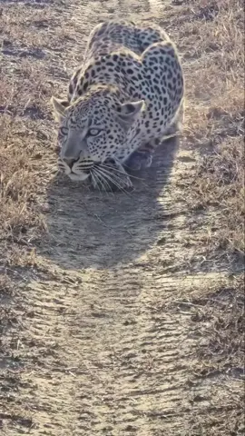 Silent, spotted, and ready to pounce 🐆💨 #MasterOfStealth #Leopard #WildlifeMagic #BigCats #NatureUpClose 