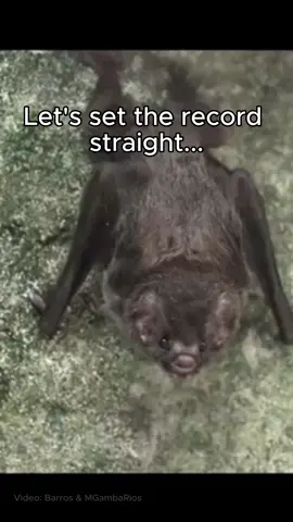 Everything you know about vampire bats is a lie! Okay, well they do drink blood, but who hasn’t? Let’s look at their good qualities. 🩸 cute 🩸 great friends 🩸 wonderful mothers 🩸 regurgitate blood for each other Unfortunately, fear of vampire bats is killing all bats across Brazil. Help us turn fear into facts. Share and donate today. Link in bio