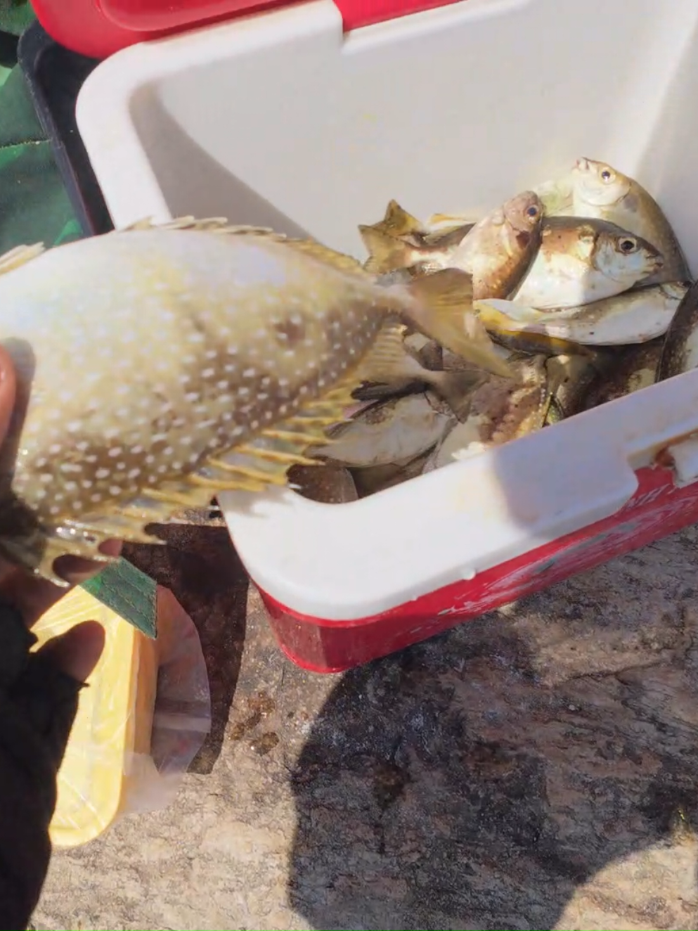 Cuối tuần rồi ae ơi #caubien #fishing #cocal #cauca #caucagiaitri 