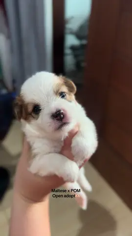 Open adopt daerah bali, anjing ras medium🫶🏻 Maltesexpomeranian #maltesedog #pomeranian #adoptme #dogadoption #balidogadoption 