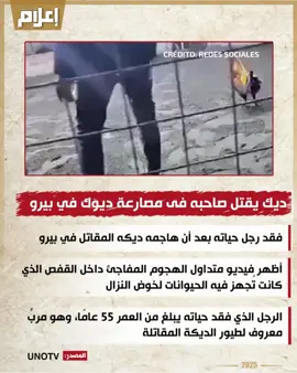ديك يقتل صاحبه في مصارعة للديوك في بيرو📸