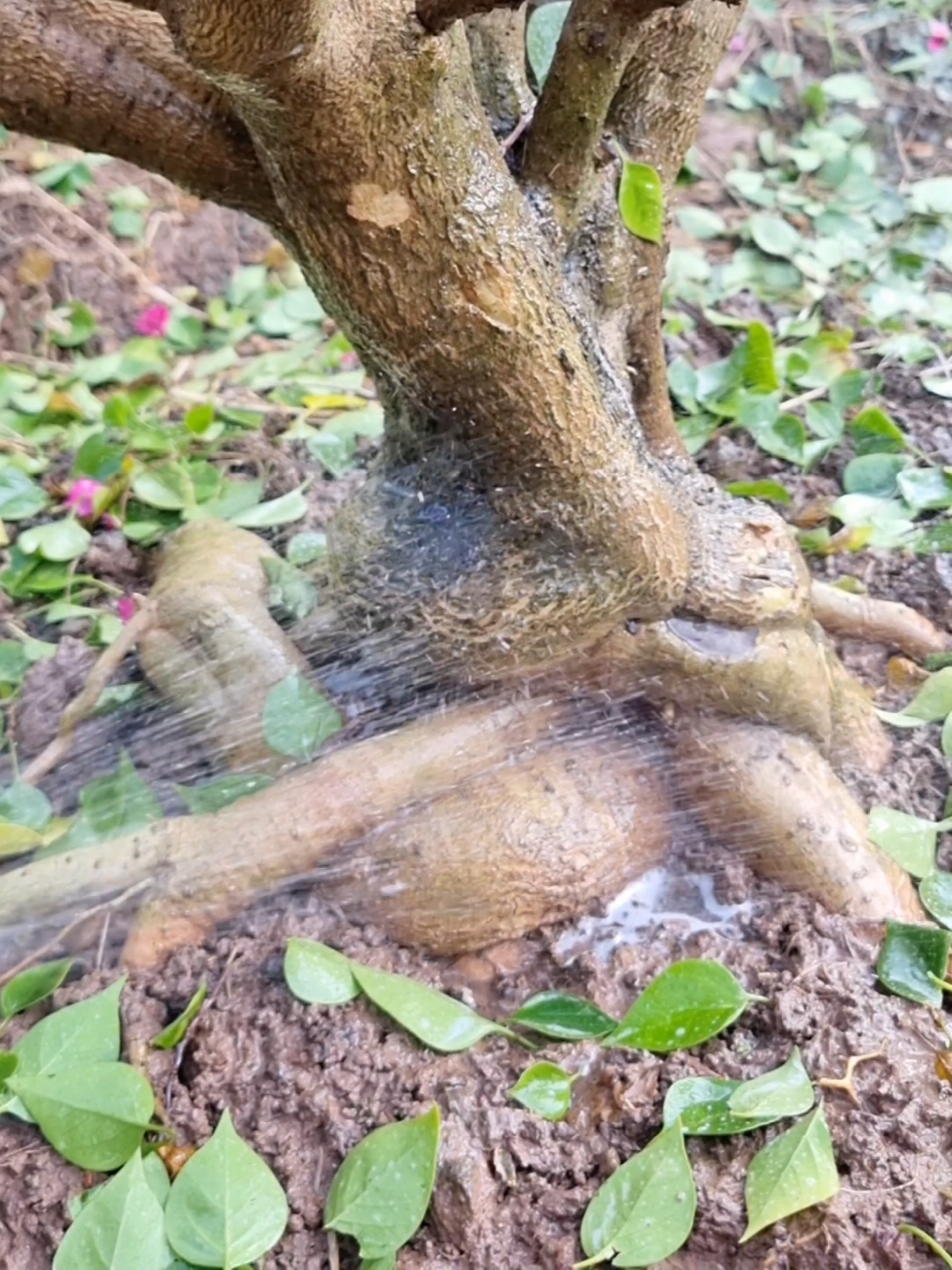 xã tàn cây bông giấy và xử lý bằng nano đồng #nanodong #hoagiay #vuonmaianhquy 