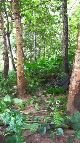 Amazing Bushcraft Tent made from Plastic Wrap on the Tree Ep2