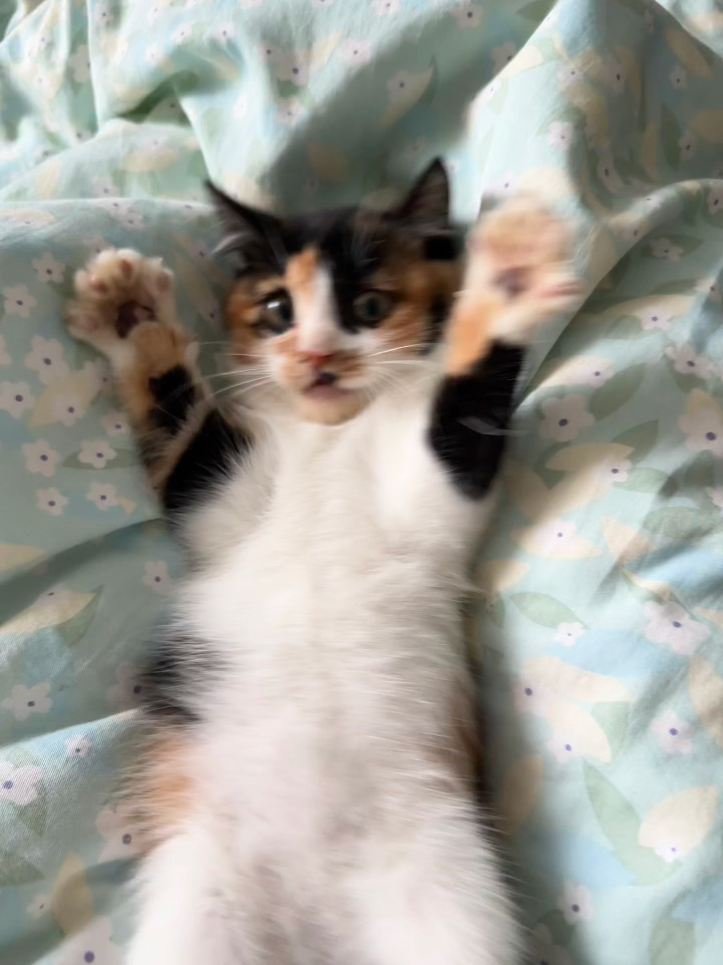 “He just said ‘meow’ and my heart exploded 💖🐾”#catlife🐾 #angrycat #kucing #catsoftiktok #kitten #mybaby #funnyvideos #kittycat #viral #fyp