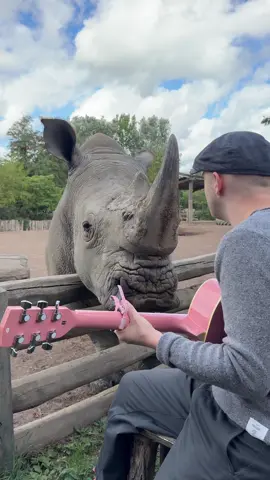 Some of my favorite moments with animals this year 😭❤️❤️ #animaux #animal #animals 