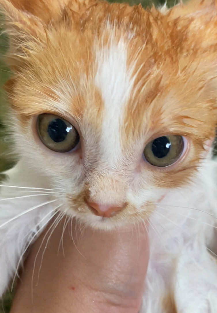mandi pagi ~~ #como #fyp #fypage #masukberanda #kucing 