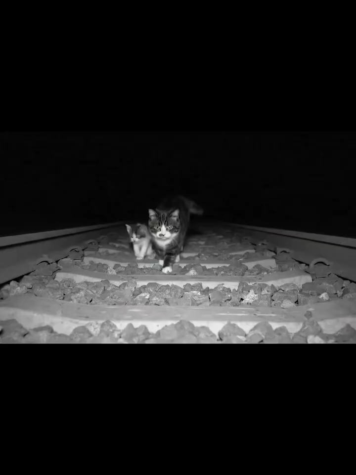#cat #animals #meme #viral #ai