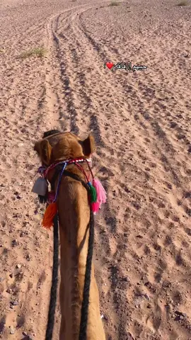 هجن العمارين #الكويت_مصر_السعودية_سوريا_الامارت 