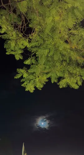 محبت مختصر بھی ہو تو اُس کو بھولنے میں عمر لگتی ہے۔✨🕊️👀🌸💫#views #meh_alee #fypシ゚ #support_me #unfreezemyacount 