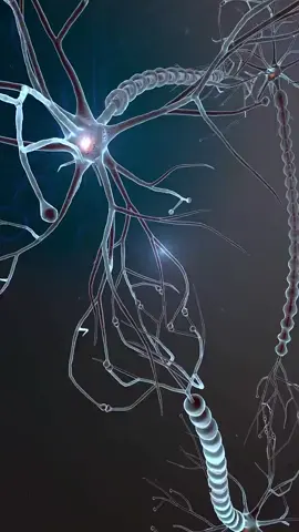 ♦️ Electrical impulses  ♦️ Nervous carry messages from brain to spinal cord or body parts and vice versa 👉in form of (electrical impulses) #nervoussystem #education #grade4 #viral #electricalimpulses 