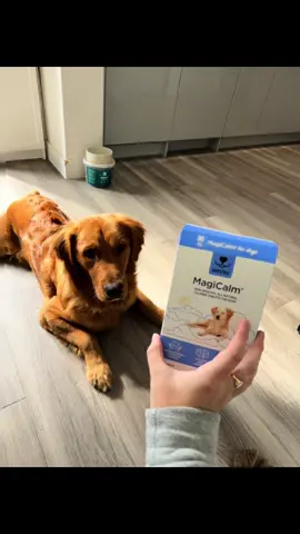 Taking a chill pill 🤪 #goldenretriever #calming #11monthsold #puppydog #puppylove 