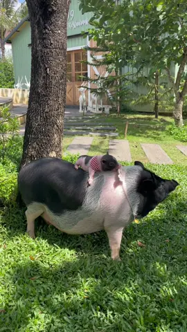 ช่วยตั้งชื่อให้น้องชายเดซี่หน่อยครับ #เดซี่หมูสายลับ #เดซี่หมูแคระ #หมูแคระ #pig #minipig 