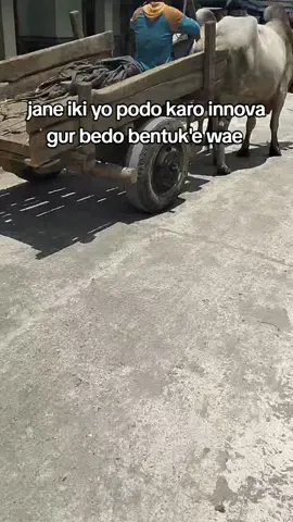 jare pakku ngono#jatirogo24jam #sapiviral #grobaksapi #sapijumbo #berkahlembu 