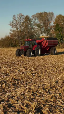 Kukurydza na ziarno 🌽#case #claas #agriculture #dlaciebie #oporowocałodobowo @Jakub Dudlik @Janek_16😮‍💨😎 @Dominik1224 @🔥Szwarcu🔥 @mkrawczyk.x  