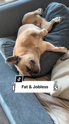 Someone tell him to get a job ASAP #unemployment #dogsoftiktok #lazydogs #frenchbulldog #comedy 