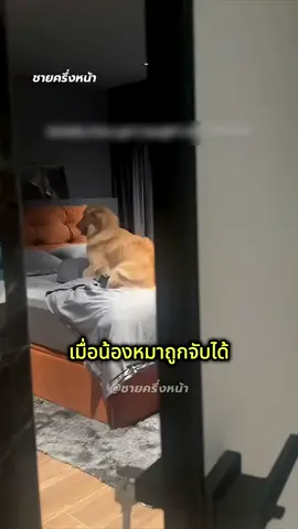 เมื่อน้องหมาถูกจับได้ว่า แอบเล่นหมอนในห้องนอน!