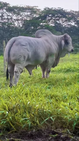 Very powerful giant Brahman bull #creatorsearchinsights #mostviralvideo #trending #cowsoftiktok #foryouu  @🝮𝐍ayaab 𝐂attle 𝐅arming🝮 