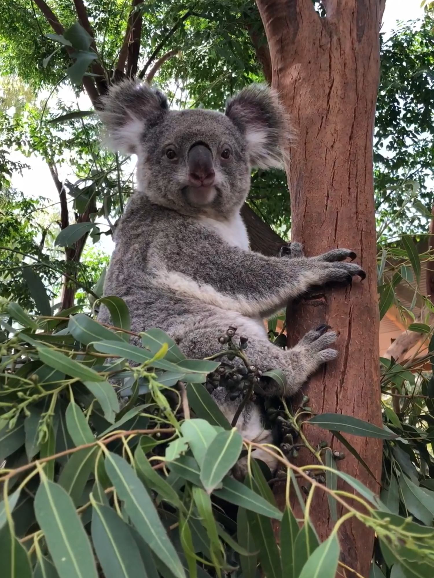 Cùng mình đi gặp các bé gấu túi Koala siêu dễ thương nha  #trend #xuhuong #koala #australia #travel