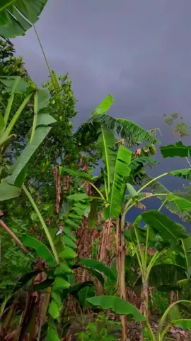 #CapCut  Nu paling keeng hirup tilu? .  .  .  #bismilahrame#Pepelingdiri  #oranglembur02#trending 