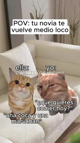 POV: Tu novia te vuelve loco 😔😂 #gatos #gatostiktok #catmeme #gatosgraciosos #loveyou #catsofinstagram #catoftiktok #catstory #fyp