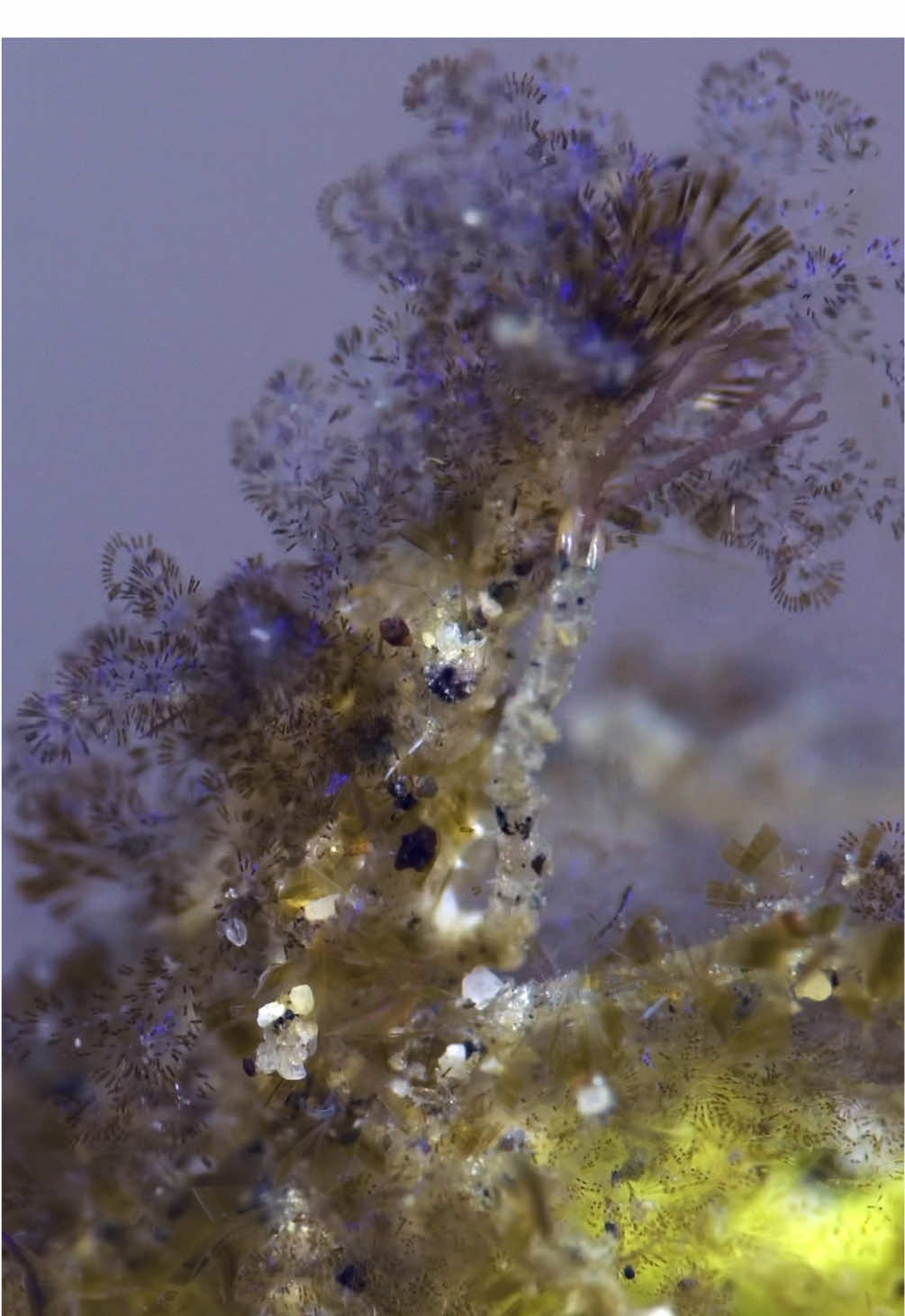 PLEASE watch as this decorator crab literally decorates himself. I was so stoked when I realized what I had filmed. What a beautiful little moment of self-care.  #deepseacreatures #underthesea #oceanlife #scubadiving #crab 