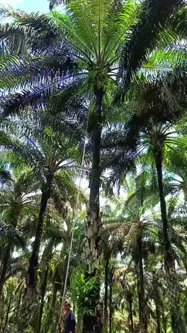 15 meter ketua #creatorsearchinsights #fypp #sawitontiktok #panensawit 