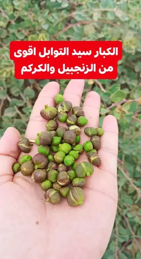🟢الكبار سيد التوابل اقوى من الزنجبيل والكركم  وفوائده تجعلك لا تستغني عنه  🔸عشبة الكبار من الأعشاب التي تستخدم كغذاء أو دواء  🔸  فوائد عشبة الكبار - عـ ـلاج الضـ ـعف الجـ ـنـ ـسي وزيادة القدرة الجـ ـنـ ـسية. - التخلص من حصى والرواسب الرملية في المثانة. - تعزيز إدرار البـ ـول. - عـ ـلاج النحـ ـافة وتحفيز الشهية. - تسهيل حركة الأمعاء والقولون. - عـ ـلاج مشـ ـاكل البشرة مثل الأكزيما. - حماية العينين وعـ ـلاج الالتـ ـهابات. - التخلص من الديدان في المعدة. - حماية الكبد من الأمراض. - الوقاية من تصلب الشرايين وحماية القلب. - تعزيز الدورة الدموية. - عـ ـلاج فقر الد.م والأنيميا. - تخفيف آلام الروماتيزم والمفاصل. - التخلص من الغازات والانتفاخات. - عـ ـلاج الفطريات والبكتـ ـيريا في الرحم والمهـ ـبل. - طـ ـرد البلغم من الصدر والحلق. - عـ ـلاج التهـ ـابات اللثة وآلام الأسنان. - عـ ـلاج النقرس. - تحفيز إدرار الطمث. - تعزيز أداء الطحال. لا تنس الصلاة على النبي 💜  #وصفات_طبيعية    #astucetiktok #beta #تقنيات #astuces 