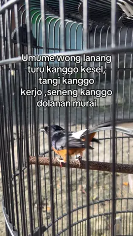 Hehe#fypシ #donatsajaa_ #muraibatu #muraibatumania #muraibatugacor 