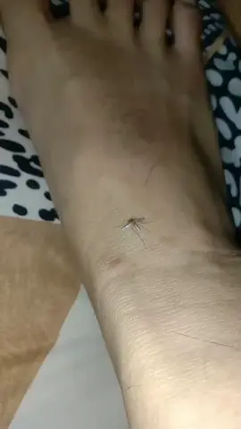 #mosquito #nyamuk #satisfyingvideo #asmr #5minutecraft