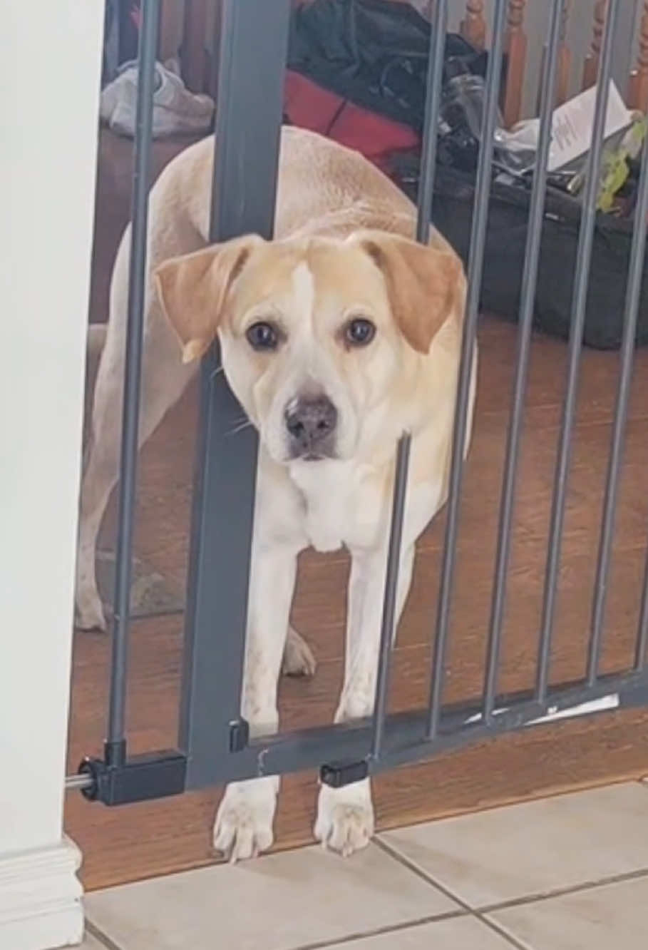 Unlucky dog. #dog #funnydog #foryou #dogsofttiktok #fyp #cutedog #usa 