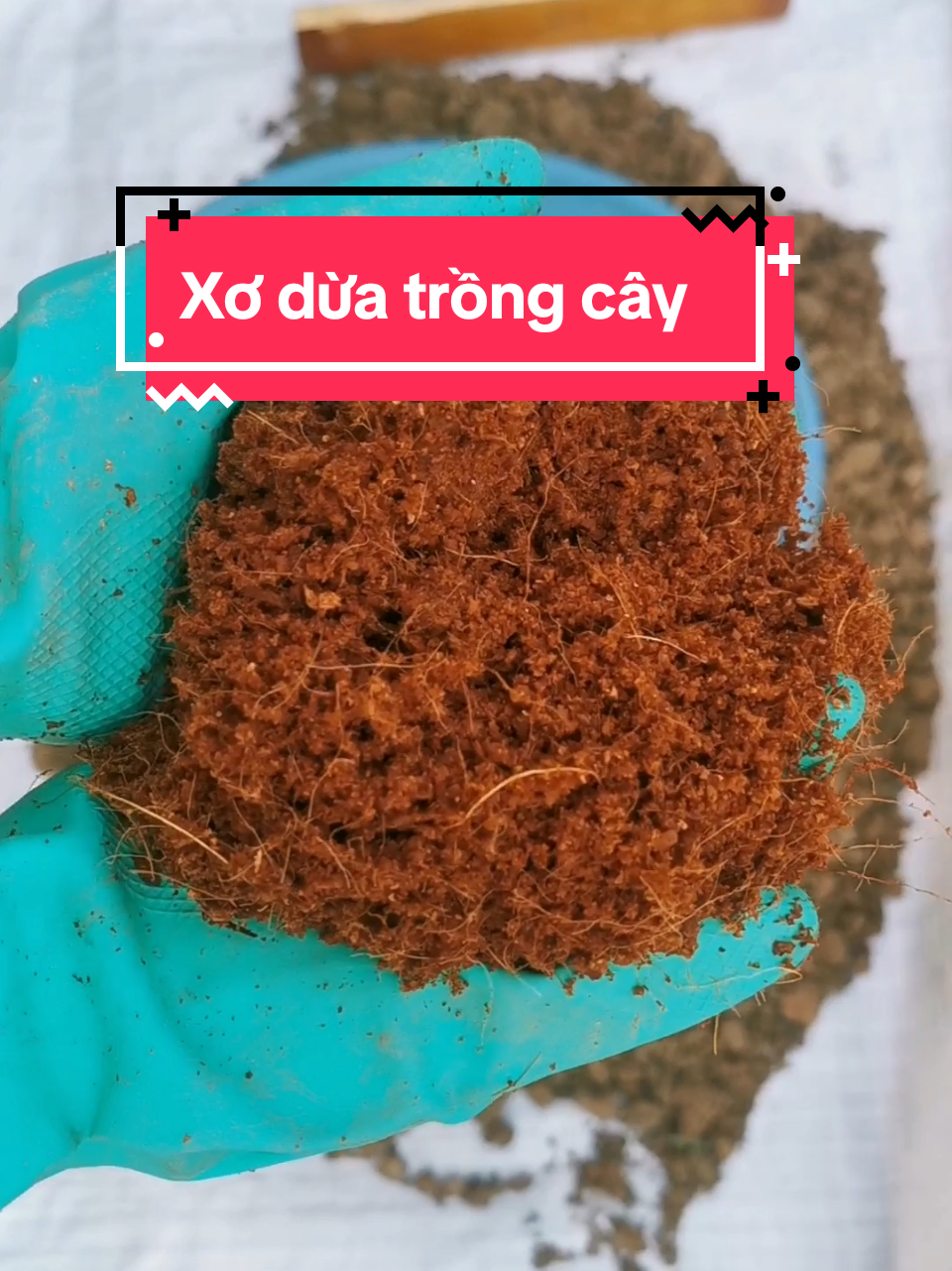 Xơ dừa nén trồng cây#xodua #trongcay #xoduanen #xoduatrongcay #lamvuon 